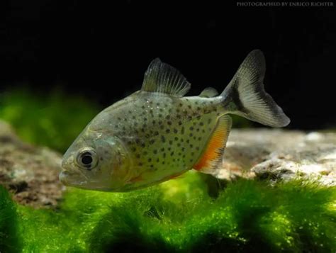 Pygocentrus Nattereri Red Bellied Piranha Pygocentrus Altus