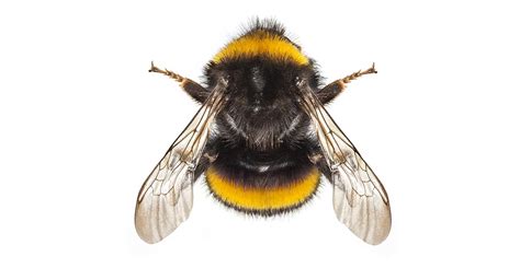 bumblebees solve puzzles  learning   peers natural history