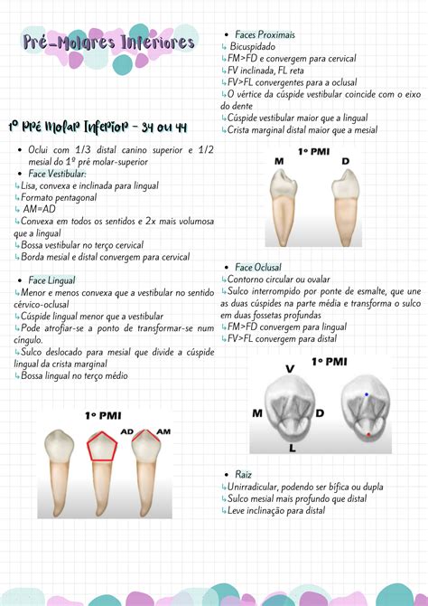 Resumo Primeiro Pré Molar Inferior Anatomia e Escultura Dental