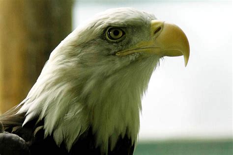 eagle silicon valley project management