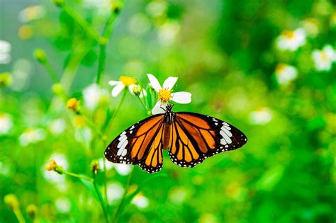 Butterfly Flowers Pollination Free Photo On Pixabay