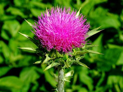 Расторопша пятнистая :: Описание, лечебные свойства и противопоказания.