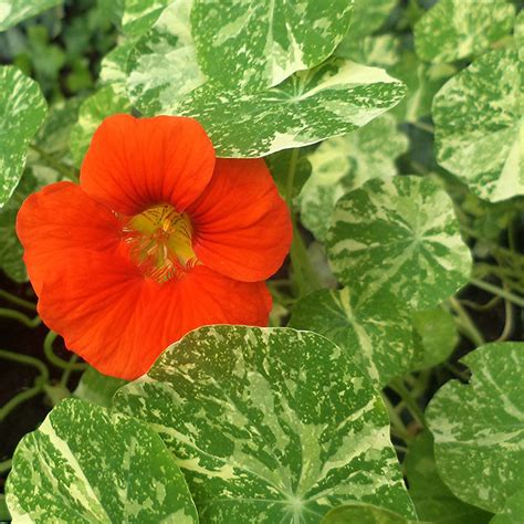 Edible Flowers Organic Variegated Nasturtium Tropaeolum Majus Alaska ...