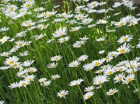 Flowers Summer Camomile Greens Polyana Glade HD Wallpaper Pxfuel