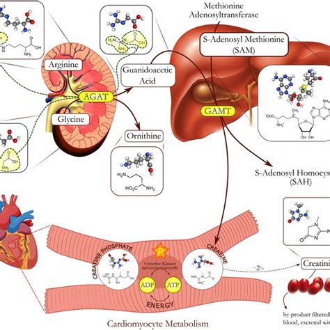 Creatine Biosynthesis Creatine 2 Step Biosynthesis The Transfer Of An