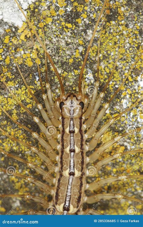 Portrait Of House Centipede Scutigera Coleoptrata Stock Image Image