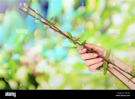 Pussy Willow Twigs On Bright Background Stock Photo Alamy