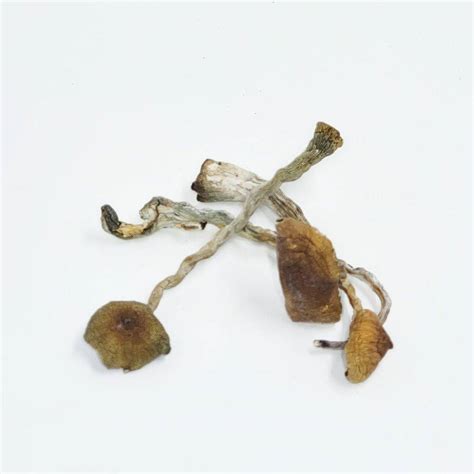 Jedi Mind Fuck Magic Mushrooms Powerful Psychedelic Trip