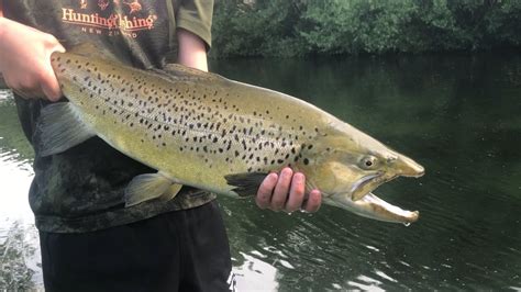 Huge Brown Trout In A Small Pressured River Trout Fishing Nz Youtube