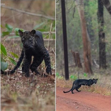 Black Panther Range