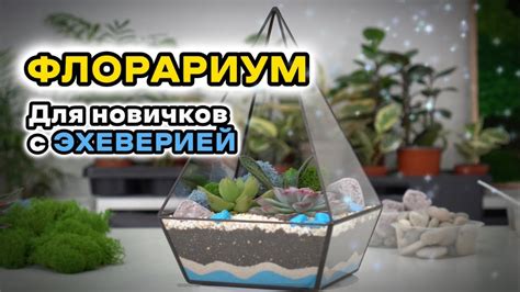Флорариум для новичков с эхеверией - YouTube