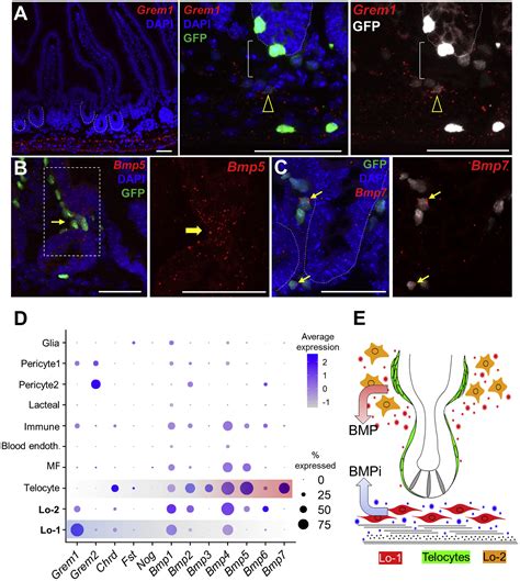 Distinct Mesenchymal Cell Populations Generate The Essential Intestinal Bmp Signaling Gradient