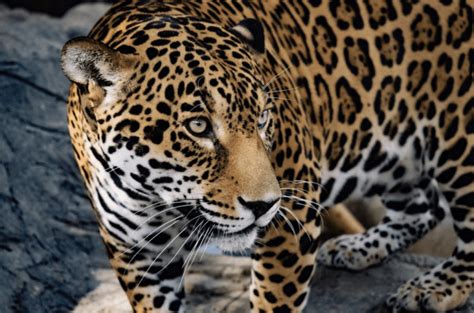 January's Featured Animal: The Jaguar