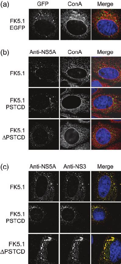 Subcellular Localization Of HCV Non Structural Proteins In Cells