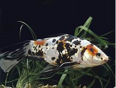 How Long Do A Goldfish Live