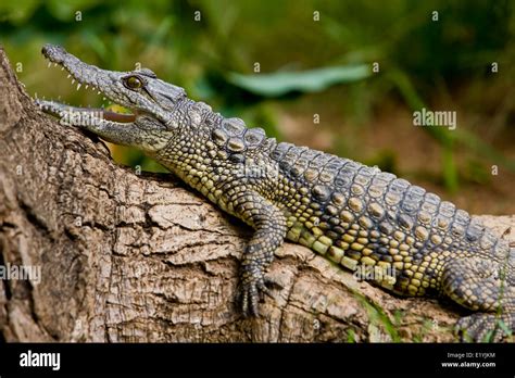 Nile crocodile ( Crocodylus niloticus Stock Photo - Alamy