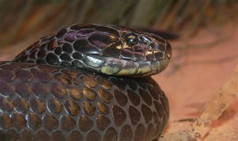 Tiger Snake | The Animal Facts | Appearance, Diet, Habitat, Behaivor