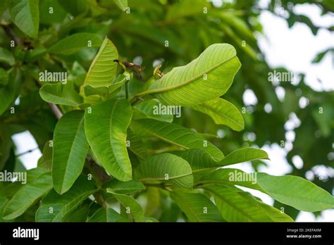 Fresh Green Guava Leaves And Branch On The Tree Stock Photo Alamy