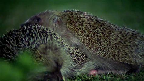 Hedgehogs Mating With Great Care Life Of Mammals Bbc Earth Youtube