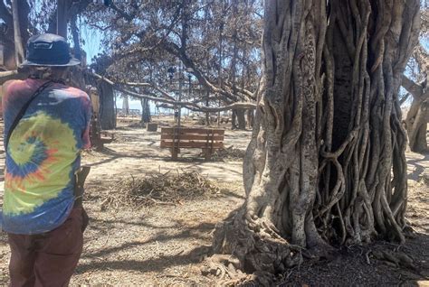 Maui S Banyan Tree Sprouts New Leaves After Deadly Fires Signals Hope