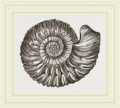 Ammonite Fossil Drawing