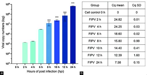 A Feline Infectious Peritonitis Virus Fipv Replication Kinetics In