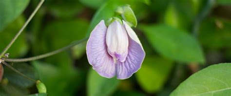 Eau De Vulva Why Some Men Love The Scent Of Pussy