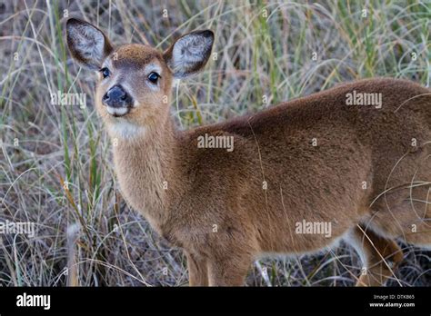 Odocoileus Virginianus Hi Res Stock Photography And Images Alamy