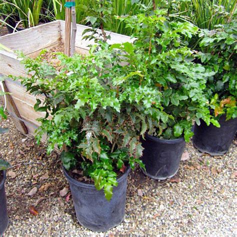 Магония падуболистная (Mahonia aquifolium),вечнозеленые кустарники ...