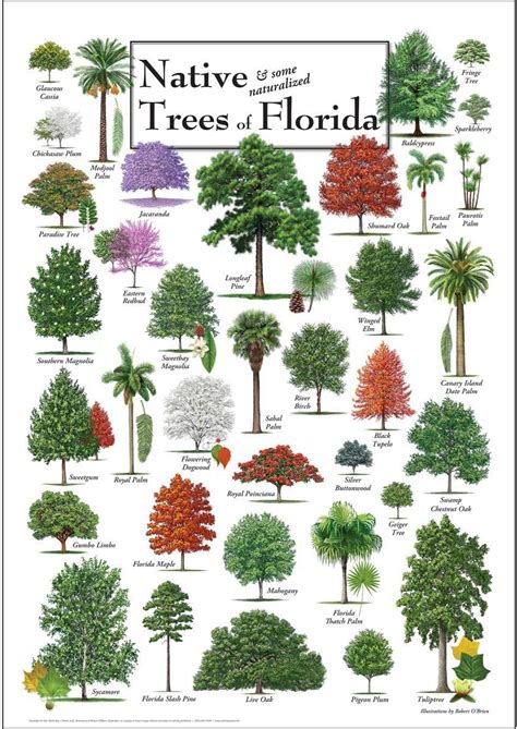 Tree Service Palm Harbor Fl Oneils Tree Service