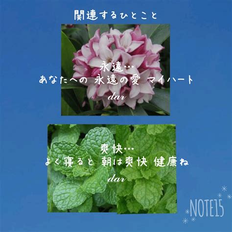 今日の花たち2023316 花言葉と関連するひとこと ジンチョウゲ 永遠･不死･不滅･栄光･甘美な思い出 ミントペパーミント･スペアミント 爽快･美徳･効能･喜び･元気回復･思いやり