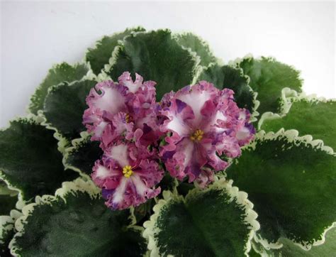 Фиалка Тристан Фото – Telegraph