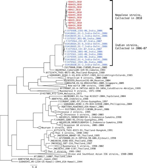 Phylogenetic Tree Of Denv E Ns Utr Spanning Region Maximum Clade