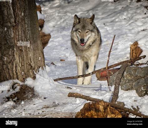 Grey Wolf Calgary Zoo Alberta Stock Photo Alamy