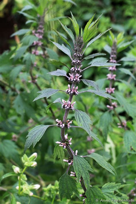 Leonurus quinquelobatus - Изображение особи - Плантариум