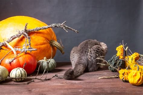 Fondo Negro Con Calabazas De Halloween Foto Premium