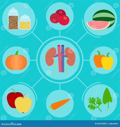 Healthy Kidney And Unhealthy Disease Kidney With Polycystic. Check