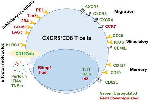 Frontiers Role Of Cxcr5 Cd8 T Cells In Human Immunodeficiency Virus 1 Infection