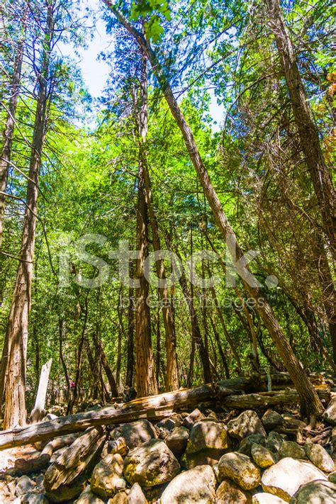 Trees In The Yosemite National Park Stock Photo | Royalty-Free | FreeImages