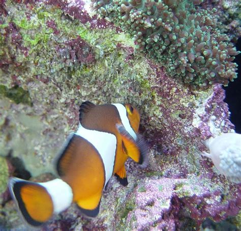 Clownfish eggs - Community Photos - Nano-Reef Community