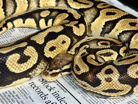 Daily News and Local Updates from The Eugene Guard 22