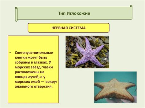 Иглокожие - презентация онлайн