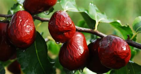 Jujube Information - General Fruit Growing - Growing Fruit