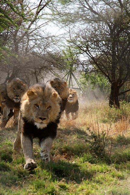 Pride of Lions in Zimbabwe at Feeding Time