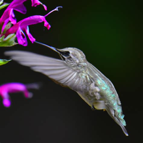 The Amazing Abilities of Hummingbirds – Nature Blog Network