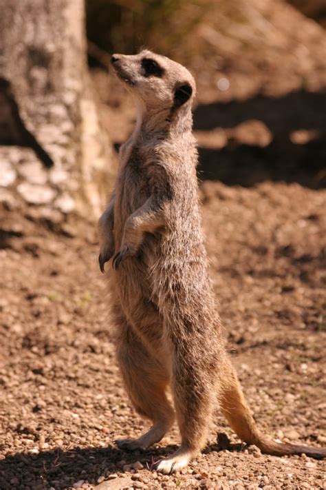 Adorable Meerkats Hubpages