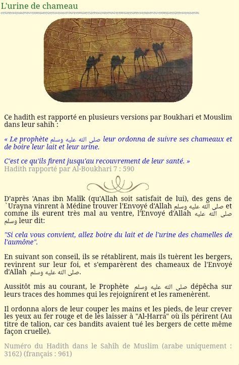 L Urine De Chameau 3ilm Char3i Hadith Chameau Le Prophete