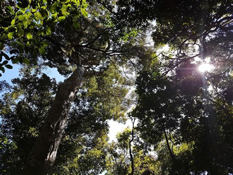 Mount Lewis National Park Recovery Mount Carbine Qld 4871 Australia