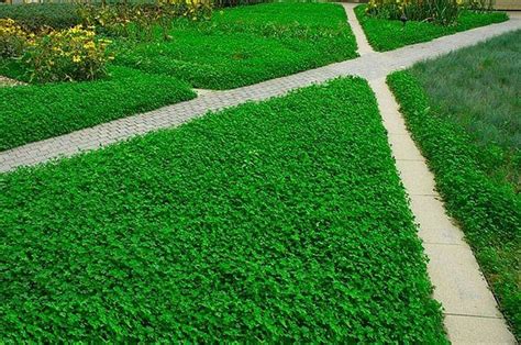 Обустройство газона из клевера: посадка и уход, плюсы и минусы ...