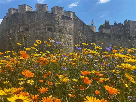 Superbloom At The Tower Of London Review Photos